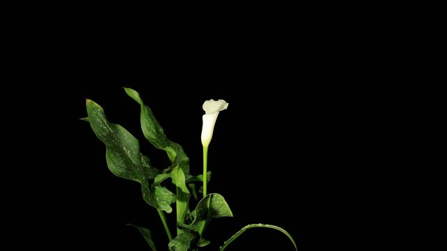Blooming white calla (Calla Zantedeschia), time-lapse