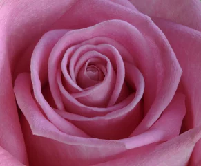 Fotobehang Macro Roze roos  © janevans35