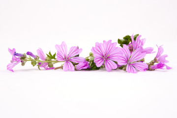 Fiori di malva © Kiya Grafica