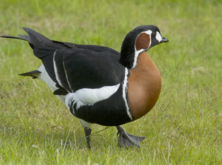 Red-breasted goose