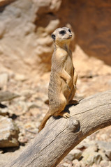 Suricata suricatta