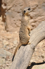 Suricata suricatta