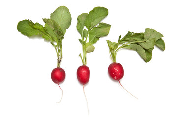 Radishes isolated on a white studio background.