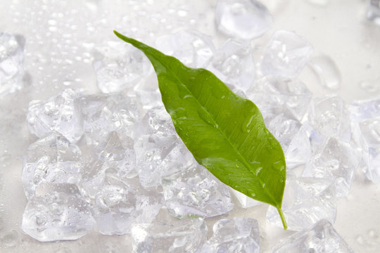 blatt mit eisw&uuml;rfeln