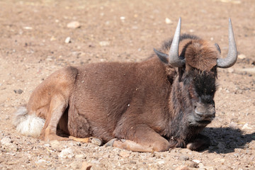 Fototapeta premium White-tailed Gnue