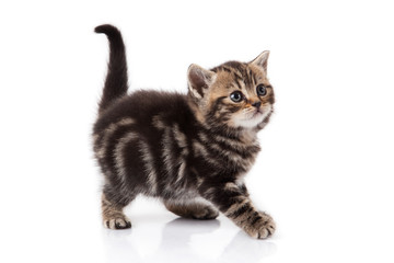 Obraz premium kotek na białym tle