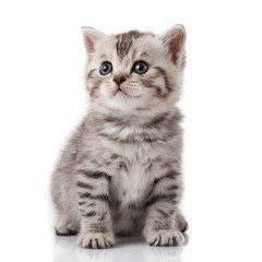 kitten on a white background