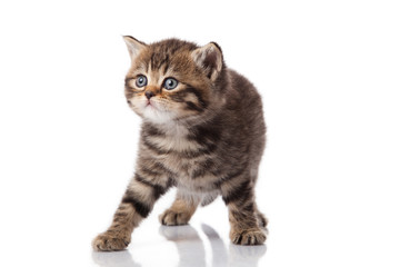 kitten on a white background