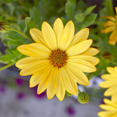 yellow daisy, floral background