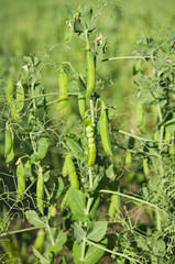 Peas growing