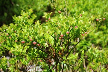 Blueberry blossom