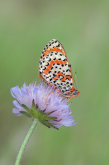 Melitaea didyma