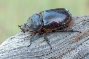 Oryctes nasicornis