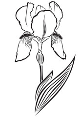 Iris pogon
