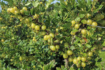 Stachelbeere - Gooseberry