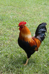 proud Rooster with red crest on the green grass