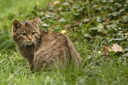 Wildkatze im R&uuml;ckenblick