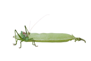 Green grasshoppers and peas on a white background