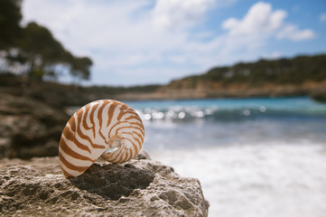 nautilus seashell  beach  and Mediterranean sea