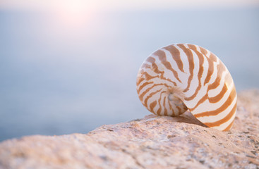 nautilus seashell sand on sunrise and ocean