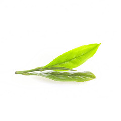 Close up fresh tea leaves on white background
