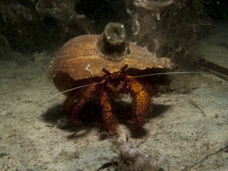 White Spot Hermit Crab - Dardanus megistos