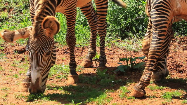 Cebra grevy 2
