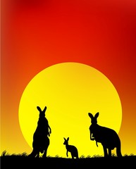 family of kangaroo