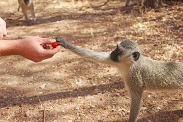 Human feeding monkey fruit