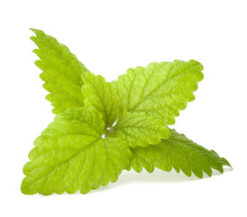 Peppermint or  mint bunch