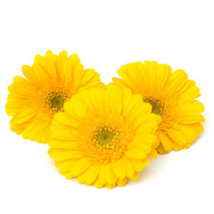 Beautiful daisy gerbera flowers