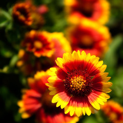 Beautiful red flowers. Gaillardia pulchella (Blanket flower)