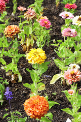 scene of flowers and leaves in the field