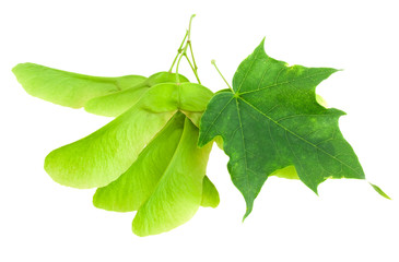 Maple branch with a green leaf and seeds.