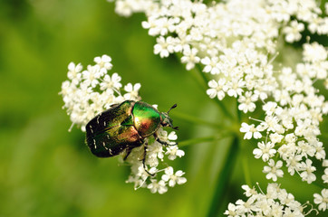 Бронзовка (лат. Cetoniinae)