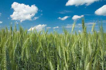 Wheat field