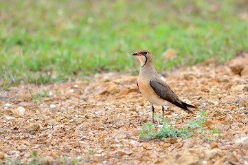 Bird on on nature (Glareola maldivarum, Oriental Pratincole)