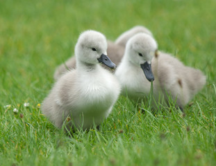 Cygnets
