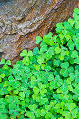 Fresh Small Plant and Rock