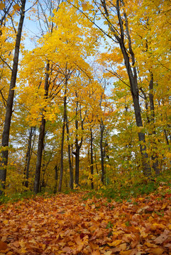 Autumn forest