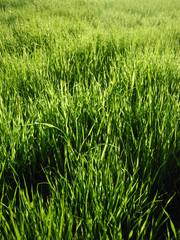 Green grass
