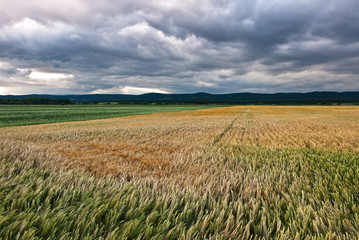 Weizenfeld Gewitter Unwetter