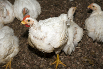 chicken farm
