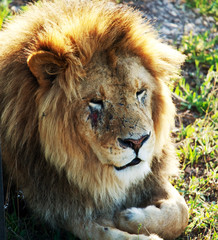 Fototapeta premium Lion