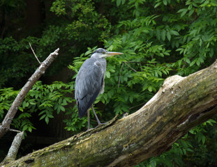 Heron