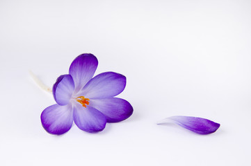 Obraz na płótnie Canvas a purple crocus flower
