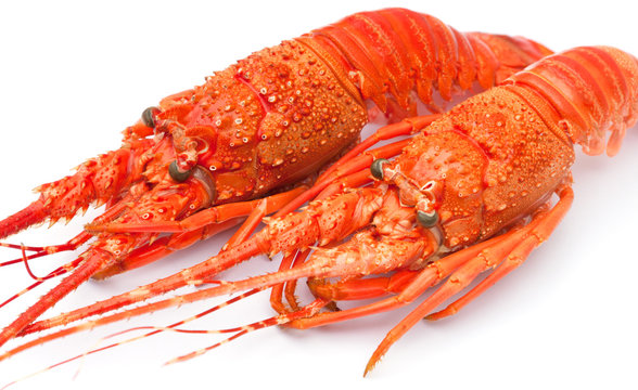 langoustes