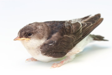 chick swallows over white