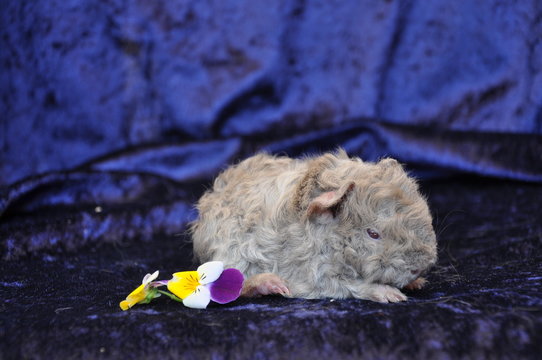 cochon d'Inde , cobaye, b&eacute;b&eacute; Lunkarya lilas
