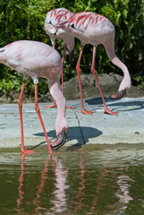 Flamingos